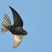 Common Swift  "Apus apus"